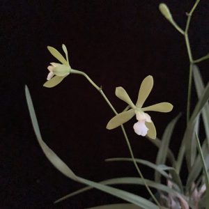 Encyclia tampensis alba