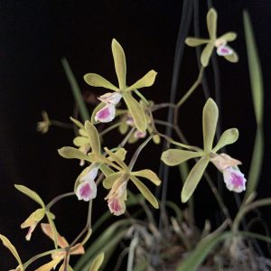 Encyclia tampensis