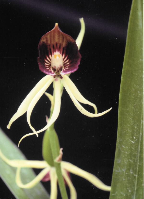 Native orchids of South Florida Broward Native Orchids