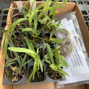 Native Orchid Restoration Kit