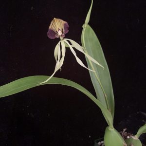 Prosthechea cochleata