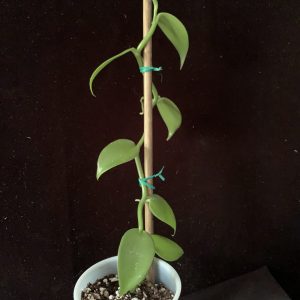 Vanilla planifolia 'Painter'