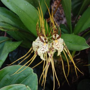 Brassia caudata