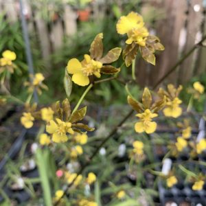 Oncidium ensatum