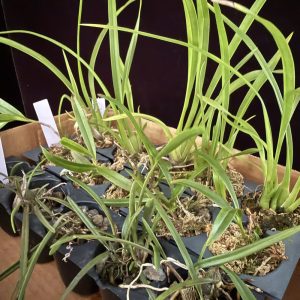 15 native orchid seedlings